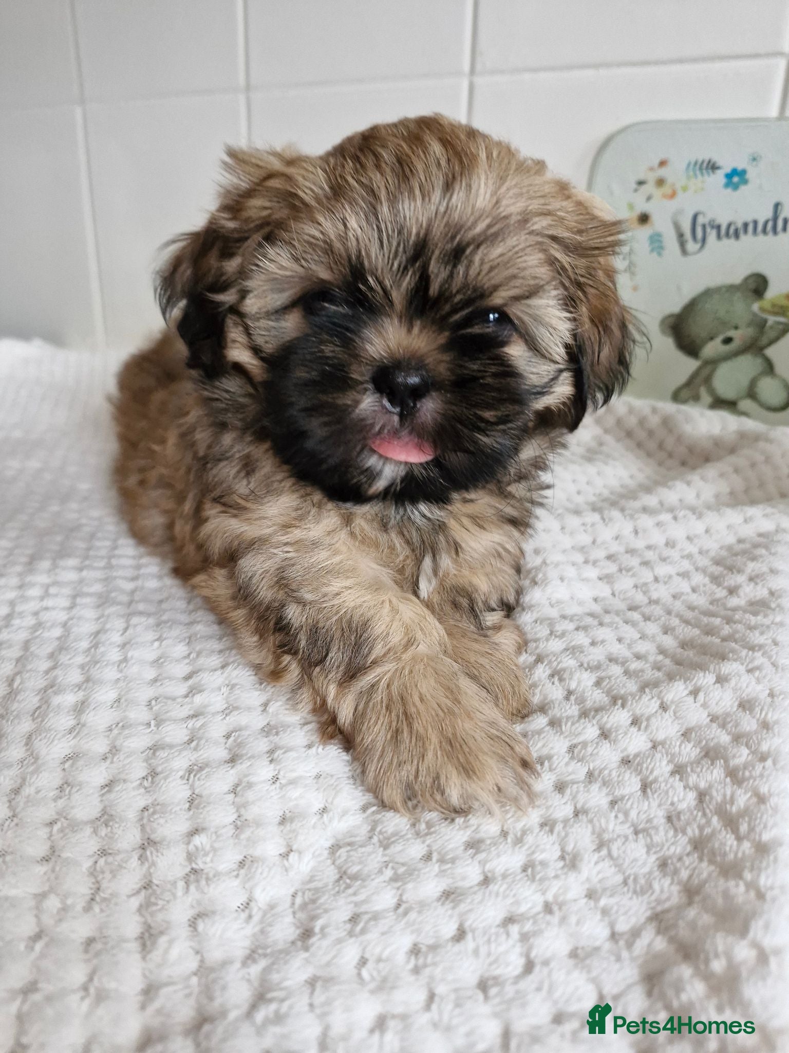 Shih Tzu dogs Shih-tzu puppy's for sale  - Advert 11