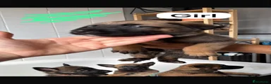 Belgian Shepherd Dog 2