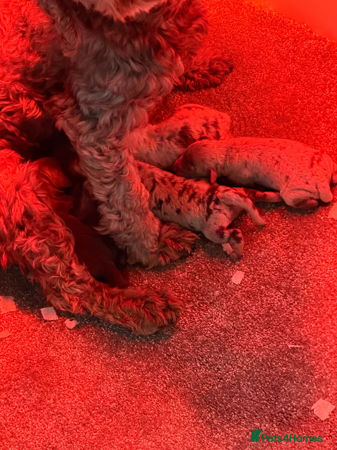 Cockapoo dogs for sale: 4 beautiful cockapoos puppies - Advert 2