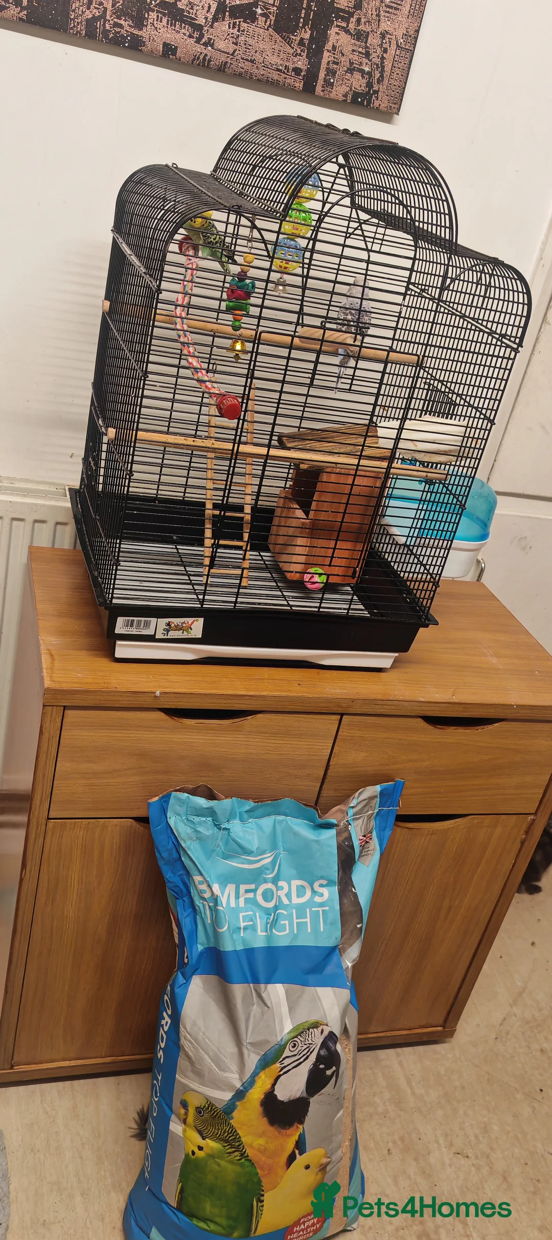 Budgerigars birds for sale: 2x budgies and full set up - Advert 2
