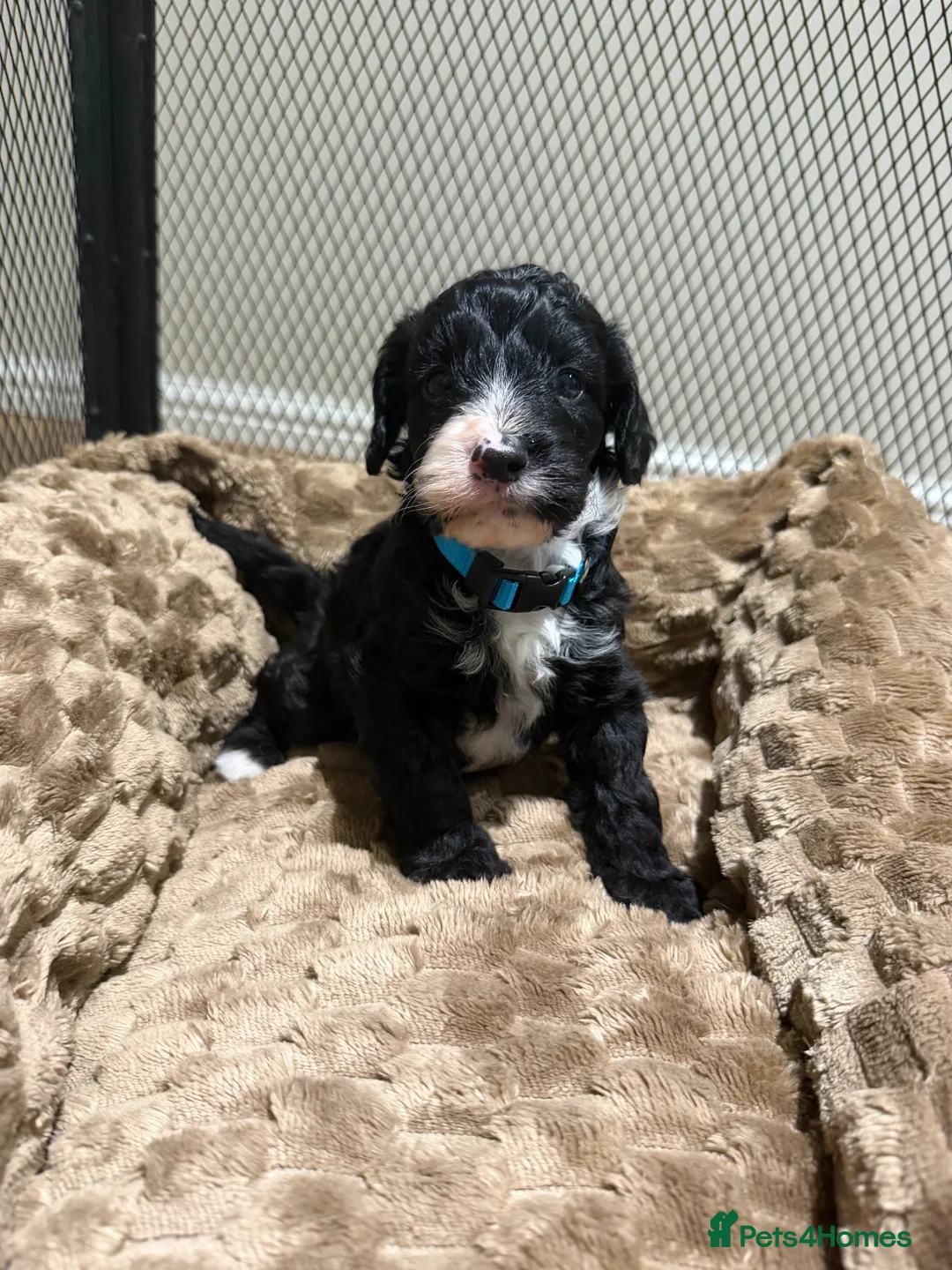 Cockapoo dogs for sale: Stunning F1 cockapoo boys - Advert 6