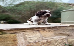Cocker Spaniel dogs for sale: 3 Beautiful Tan Pointed Show Cockers Kc - Image 8