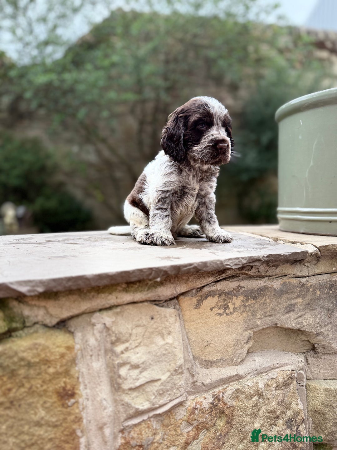 Cocker Spaniel dogs for sale: 3 Beautiful Tan Pointed Show Cockers Kc - Image 8