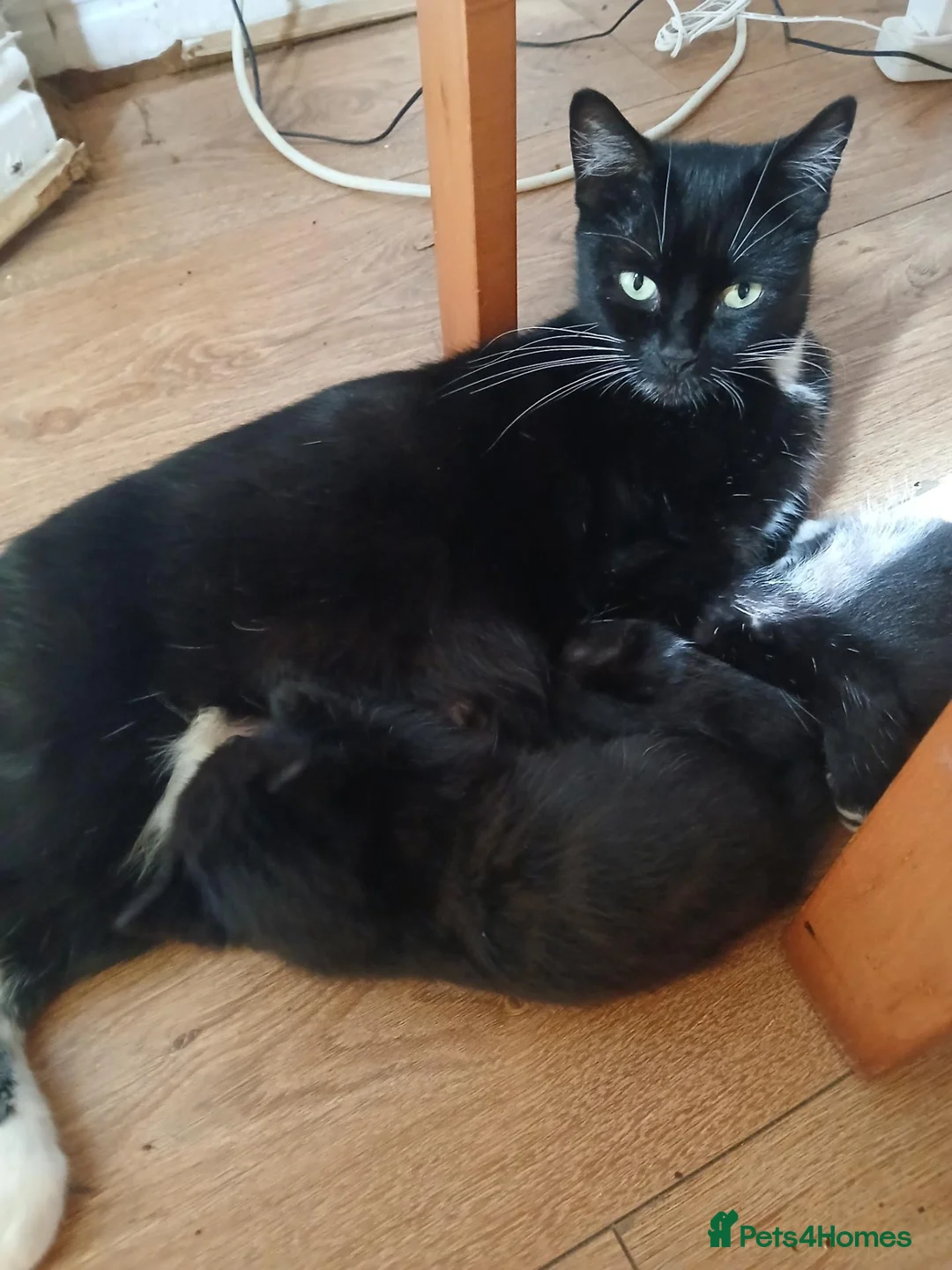 Mixed Breed cats for sale: Kittens Ready for new homes - Advert 32