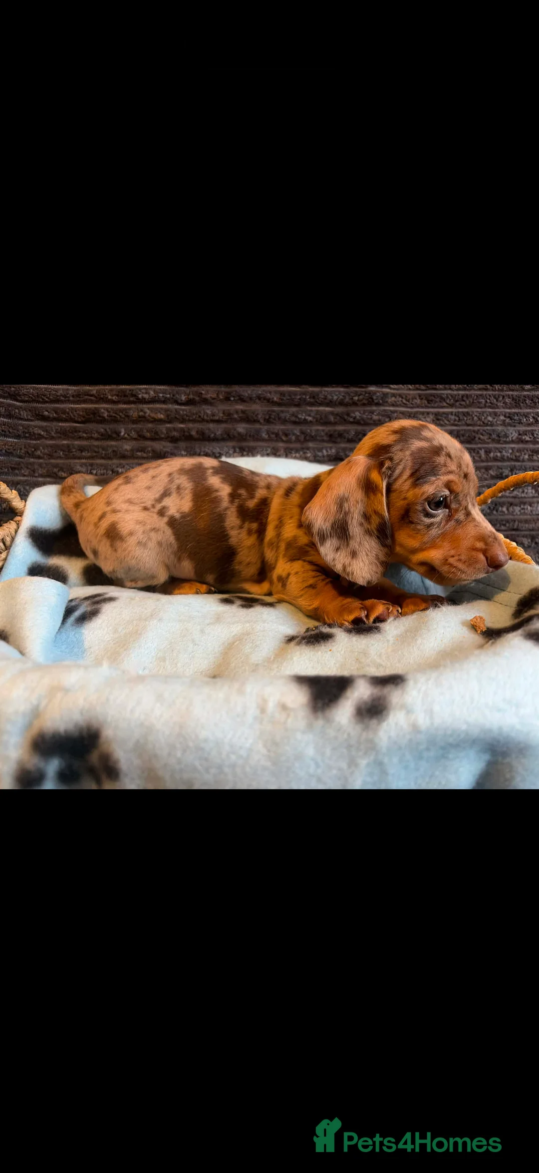 Miniature Dachshund dogs for sale: KC registered Miniature Dachshund puppies  - Advert 23