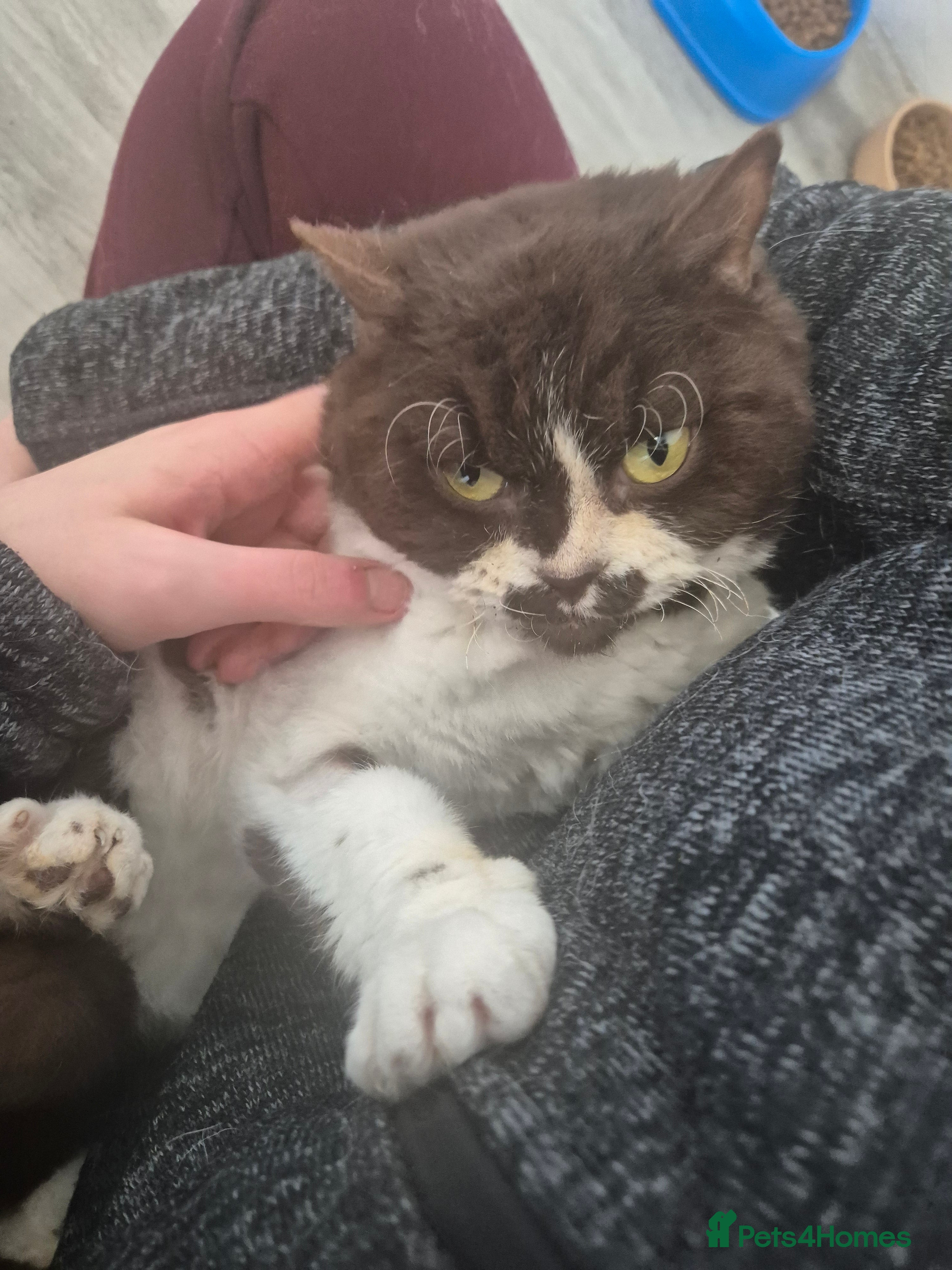 Selkirk Rex cats Pedigree Selkirk rex curly chocolate bi colour  - Advert 11