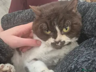 Selkirk Rex cats Pedigree Selkirk rex curly chocolate bi colour - Advert 11