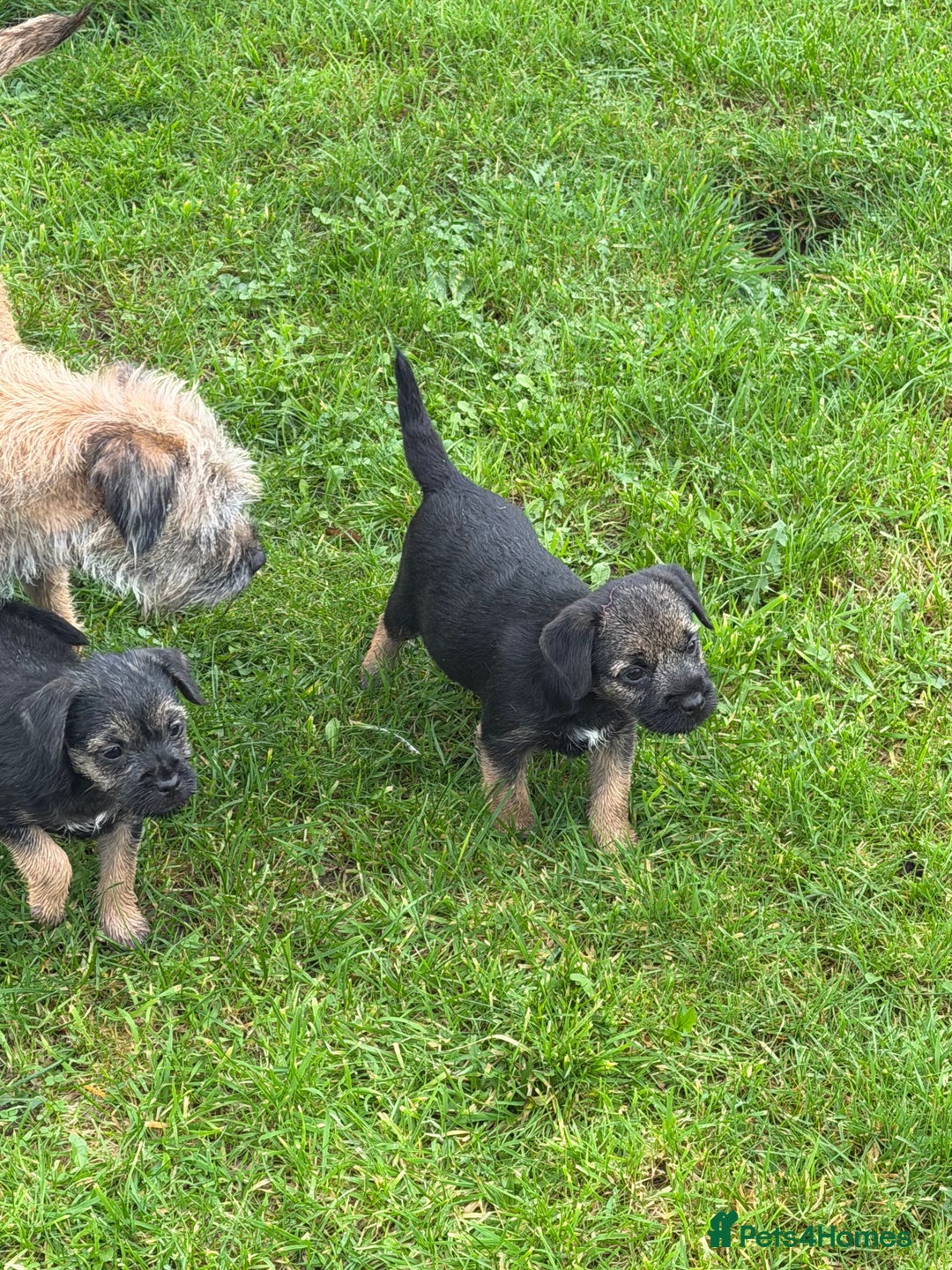 Border Terrier dogs for sale: GORGEOUS BORDER TERRIER GIRLS - Advert 3