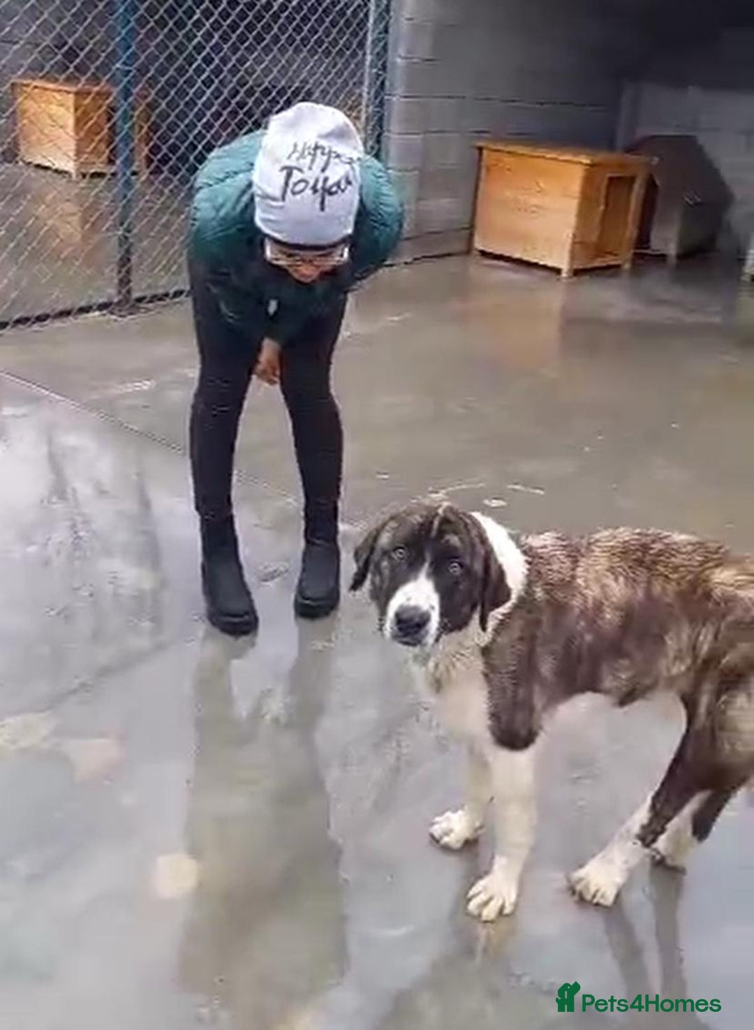 Mixed Breed dogs for adoption: Betty Boop, 3-4 yrs. Available for adoption. - Advert 2