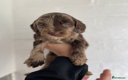 Cockapoo dogs for sale: Adorable Cockerpoo Puppies Ready - Image 29