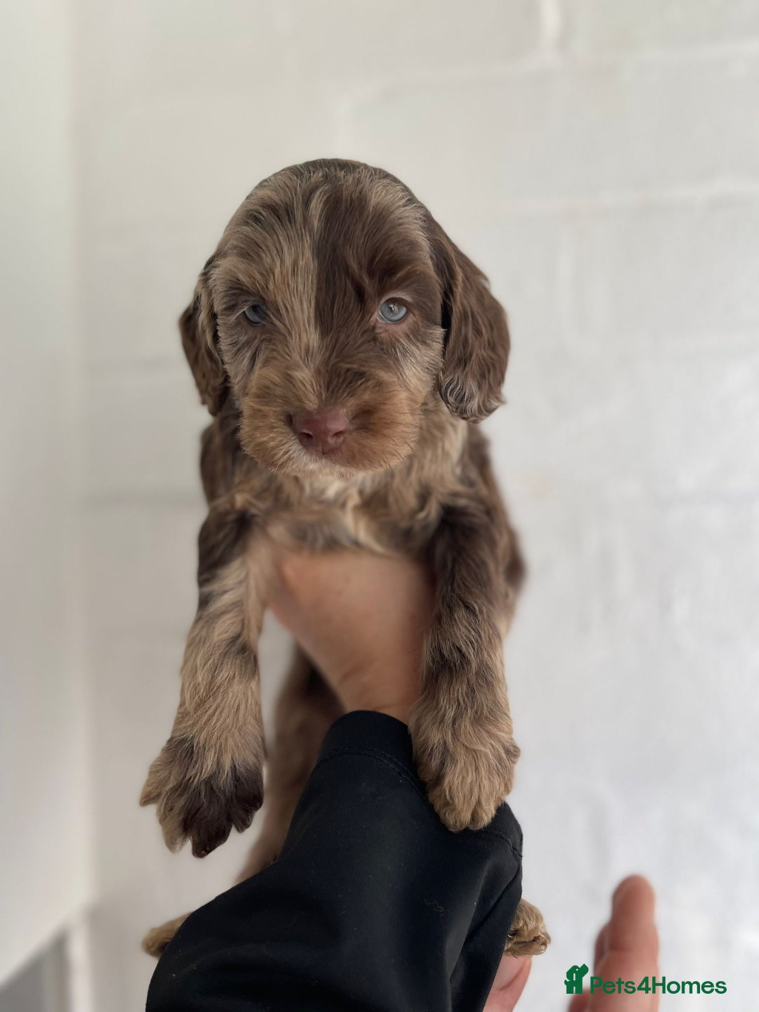 Cockapoo dogs for sale: Adorable Cockerpoo Puppies Ready - Image 29