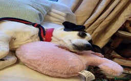 Jack Russell dogs for adoption: Brazen - Fakenham Norfolk  - Image 8