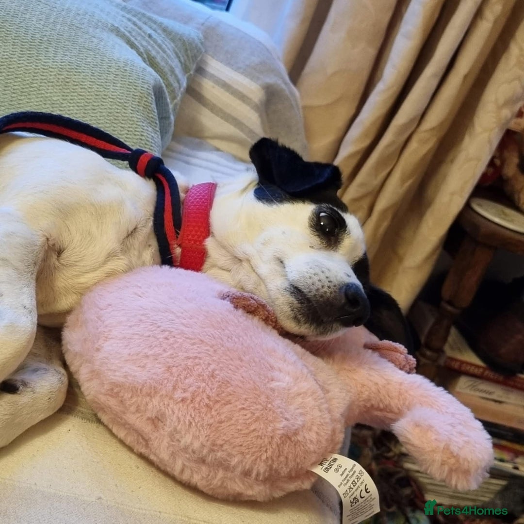 Jack Russell dogs for adoption: Brazen - Fakenham Norfolk  - Image 8