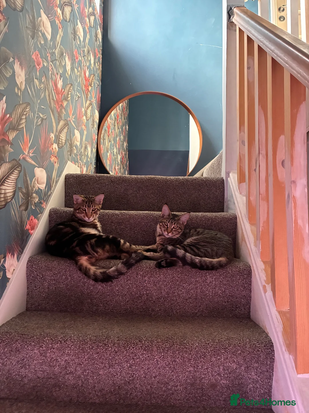 Mixed Breed cats for sale: Stuning Maine Coone kittens - Advert 2