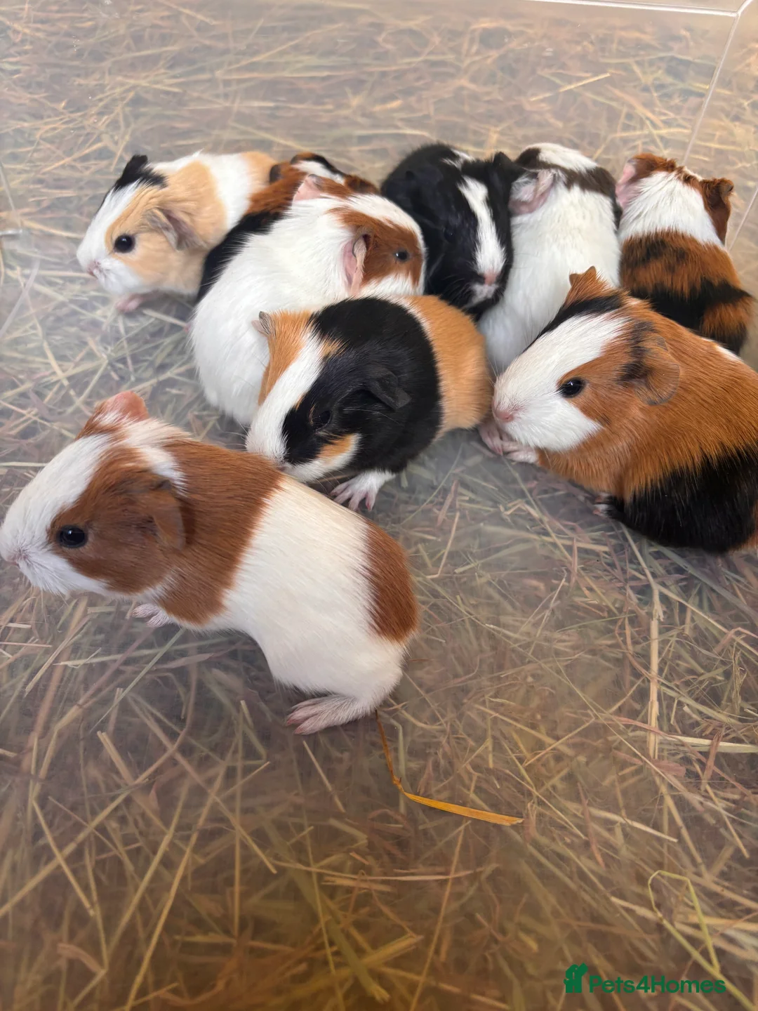 Guinea Pig rodents for sale: Baby Guinea Pigs  in Knighton - Advert 4