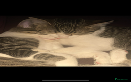 Mixed Breed cats for sale: Bowie and Bean 2 male 10 month old cats for sale  - Image 5