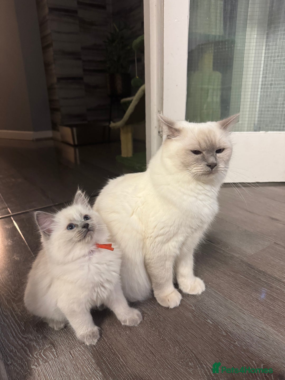 Ragdoll cats for sale: Ragdoll kitten - Advert 10