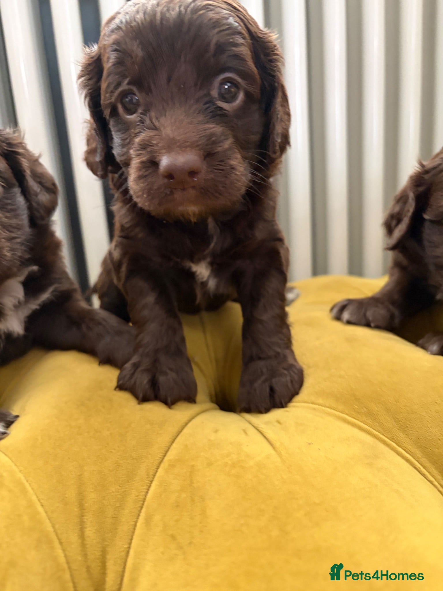 Cockapoo dogs Sprockerdoodledors - Advert 2