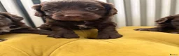 Cockapoo dogs for sale: Sprockerdoodledors - Advert 2