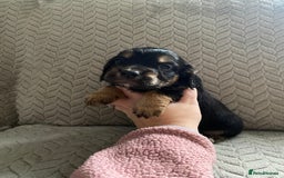 Cocker Spaniel dogs for sale: Working cocker spaniel puppies  - Image 20