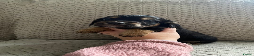 Cocker Spaniel Puppy 3