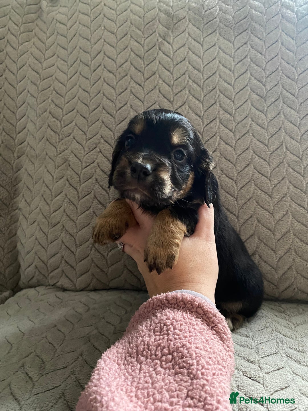 Cocker Spaniel dogs for sale: Working cocker spaniel puppies  - Image 20