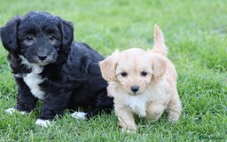 Cavapoochon dogs for sale: Cavapoochon puppies for sale - Image 10