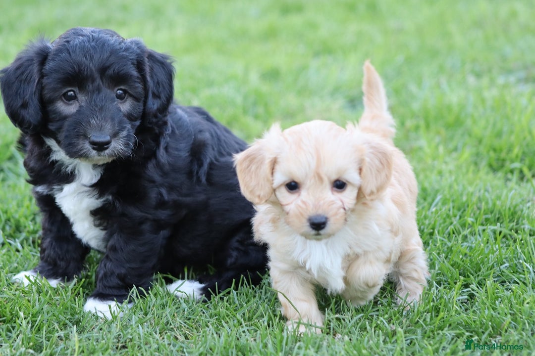 Cavapoochon dogs for sale: Cavapoochon puppies for sale - Image 10