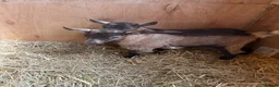 Goats livestock for sale: Purebred Pygmy goat kids  - Advert 3