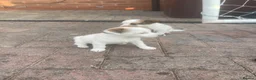 Mixed Breed dogs for sale: Last  beautiful girl puppy Lila  - Advert 3