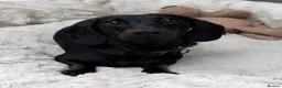 Miniature Dachshund dogs for stud: 🖤🌟𝐖𝐀𝐋𝐓𝐄𝐑🌟🖤 - Advert 3