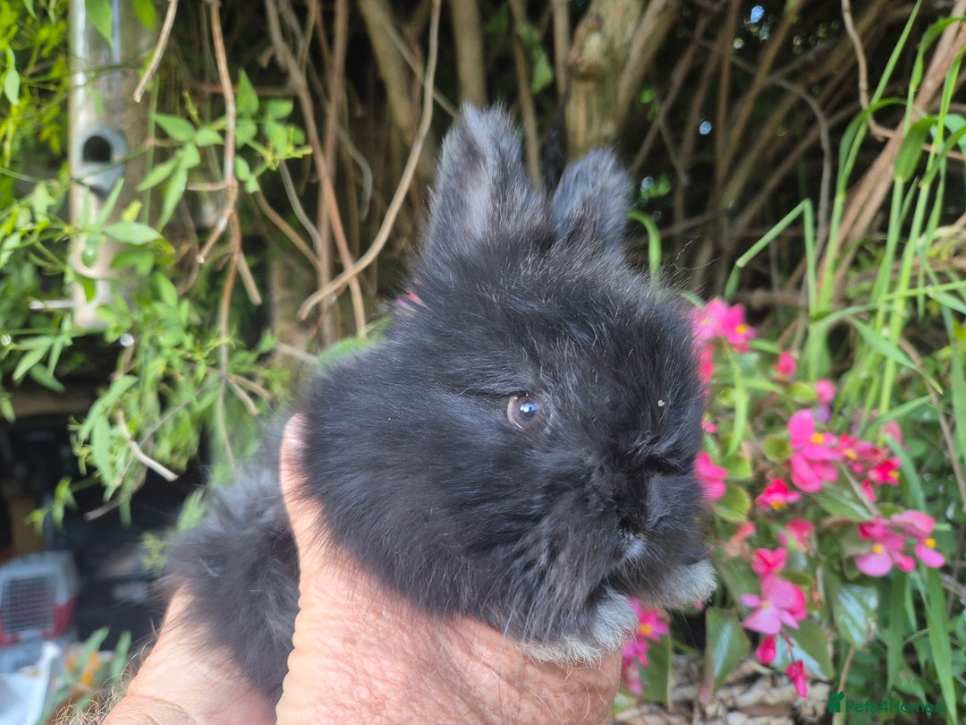 Angora rabbits for sale: The cutest black beauties 🖤 - Image 20