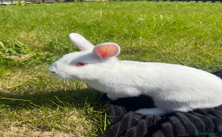 Dutch rabbits - Advert 1
