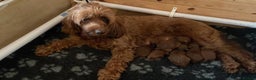 Cockapoo dogs for sale: Outstanding F1b Cockapoos, health tested clear - Advert 12