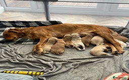 Golden Retriever dogs for sale: Gorgeous litter of 9 Golden Retrievers  - Image 2