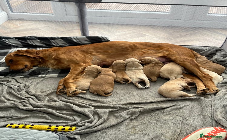 Golden Retriever dogs - Advert 6