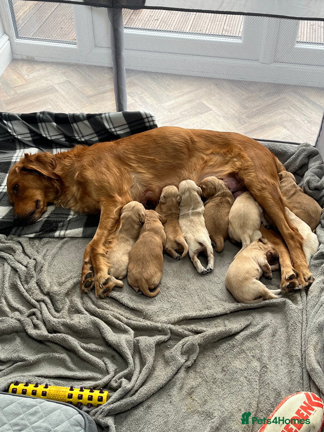 Golden Retriever dogs for sale: Gorgeous litter of 9 Golden Retrievers  - Image 2