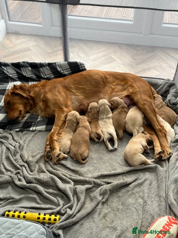 Golden Retriever dogs - Advert 1