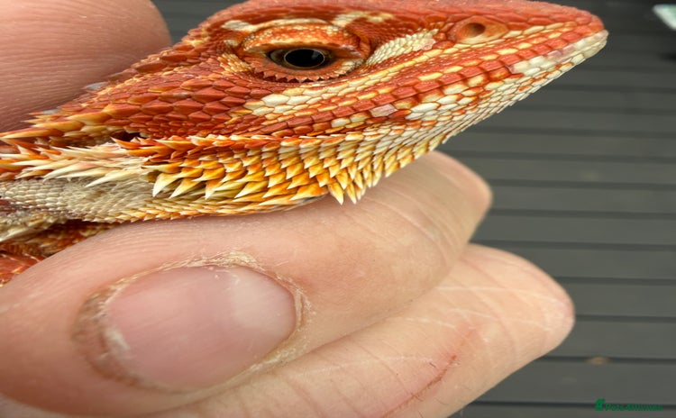 Bearded Dragon reptiles - Advert 19
