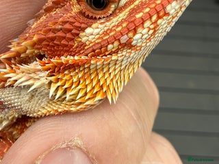 Bearded Dragon reptiles - Advert 15