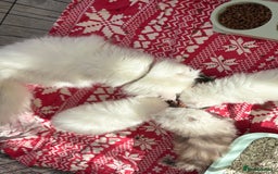 Persian cats for sale: Pure chinchilla doll face Persian kittens - Image 18