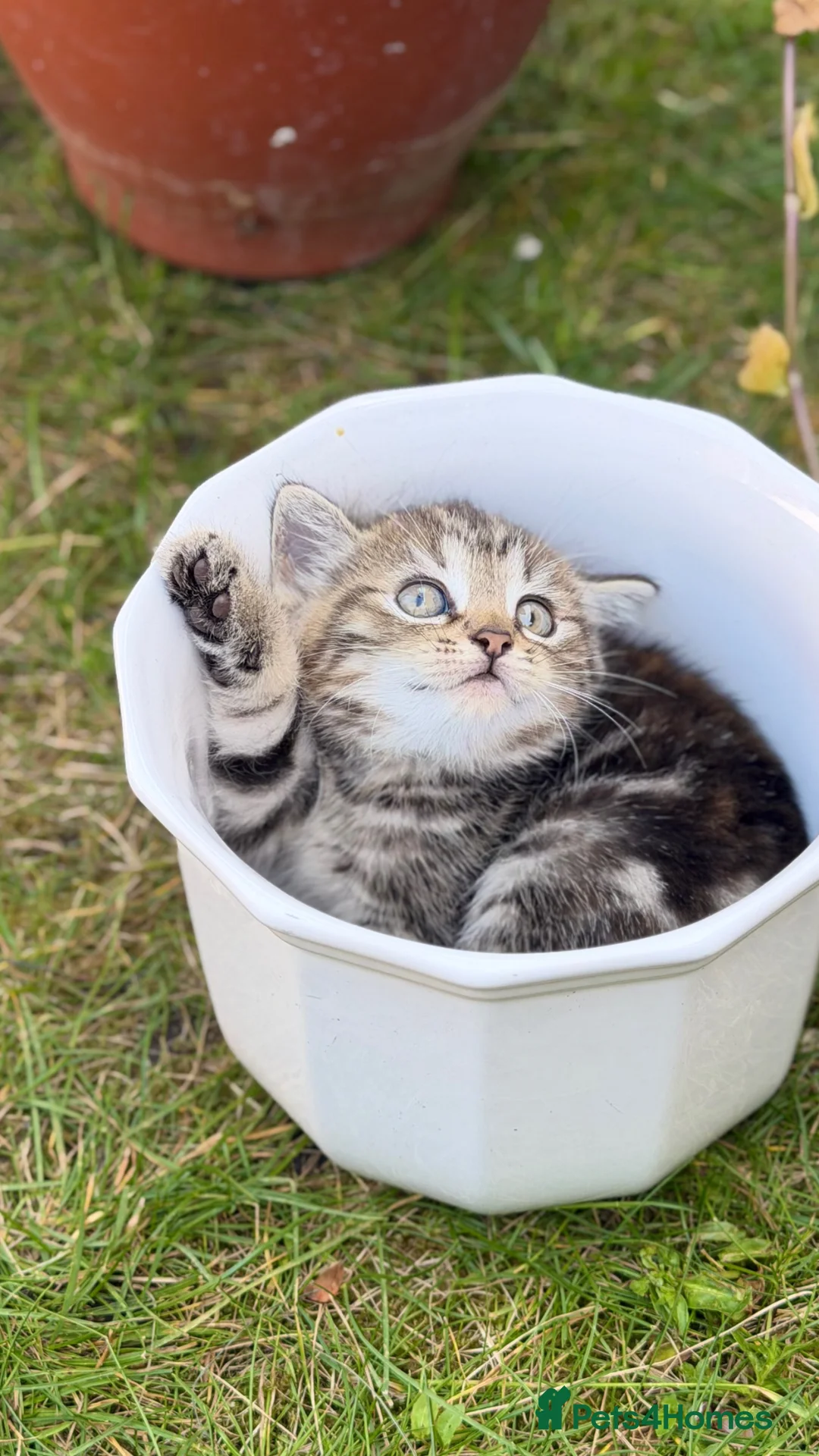 Scottish Fold cats for sale: Tiger kitten - Advert 2