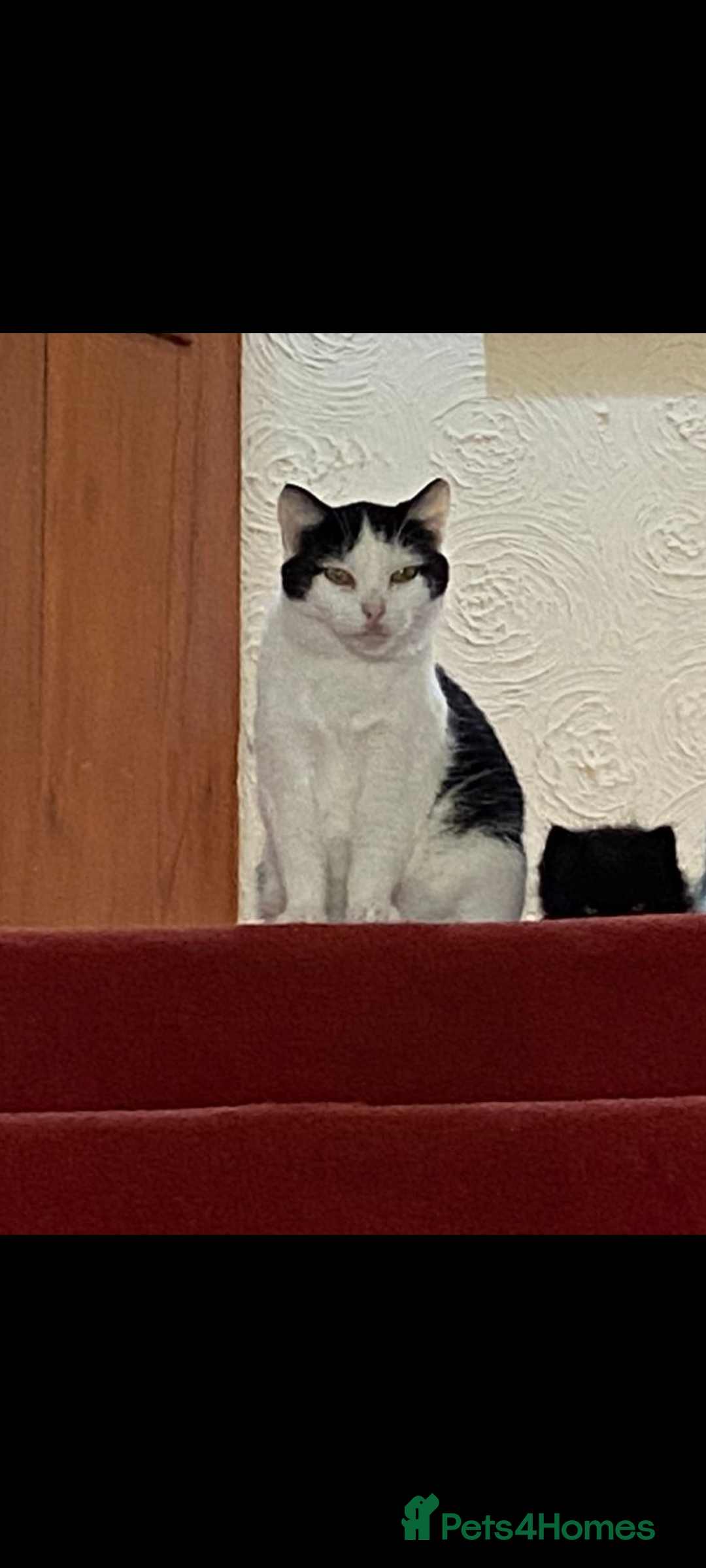 Mixed Breed cats for sale: 2 lovely kittens  - Advert 2