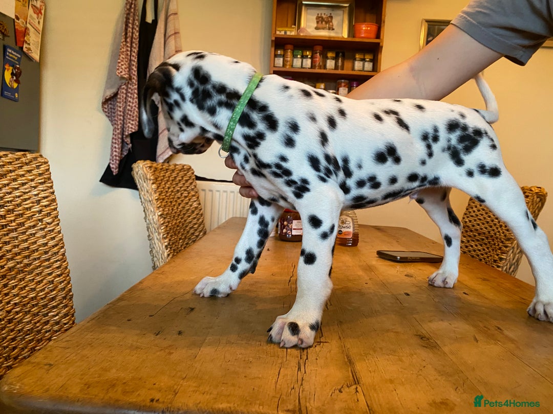 Dalmatian dogs for sale: Absolutely stunning liver puppy  - Image 15