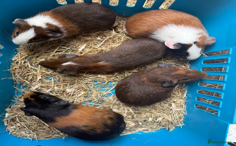 Guinea Pig rodents - Advert 4