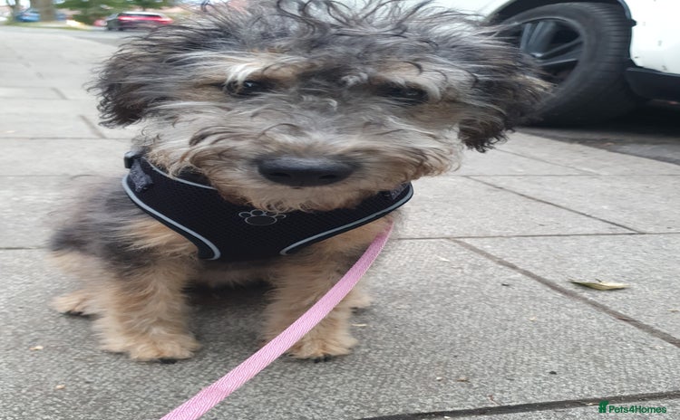 Mixed Breed dogs - Advert 4