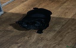 Pug dogs for sale: Loving, Cuddly Pug  - Image 3