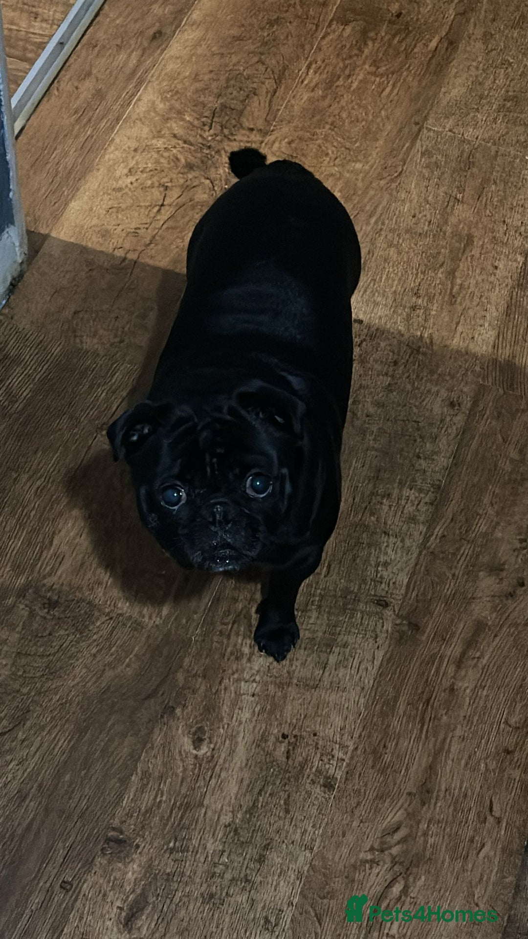 Pug dogs for sale: Loving, Cuddly Pug  - Image 3