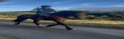 Welsh Section D horses for sale: Donnie  - Advert 3