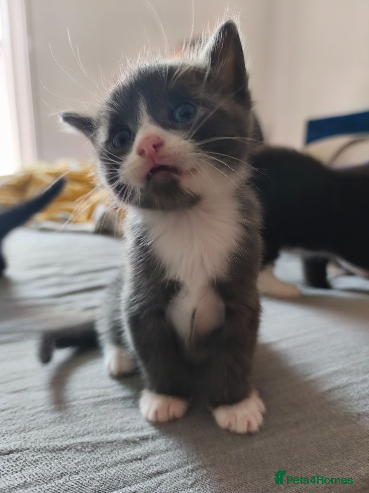 Mixed Breed cats Mixed breed kittens - Advert 1